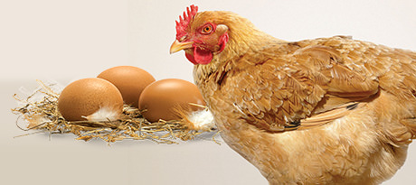 Free Range Eggs